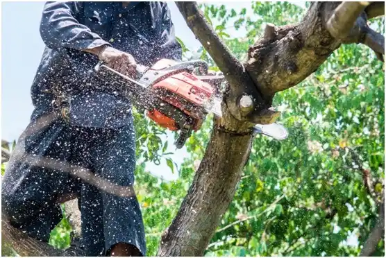 tree services Exmore